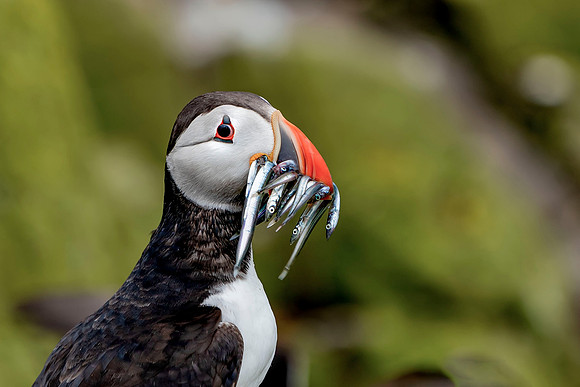 014 Puffin with Sand Eeels © Bob Riach Jigsaw Photography Ltd