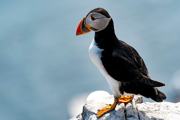 001 Puffin © Bob Riach Jigsaw Photography Ltd