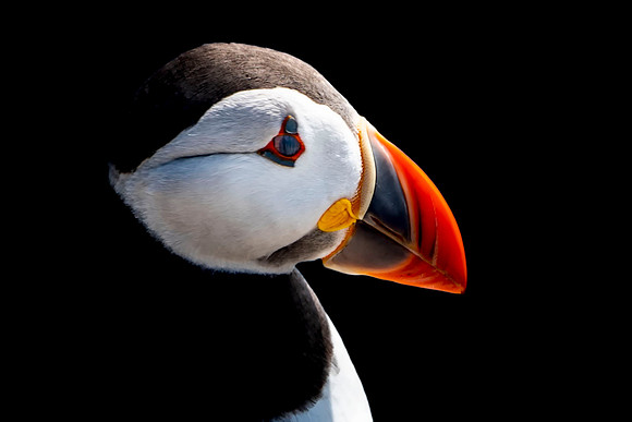 10 Puffin Black Background Portrait © Bob Riach Jigsaw Photography Ltd