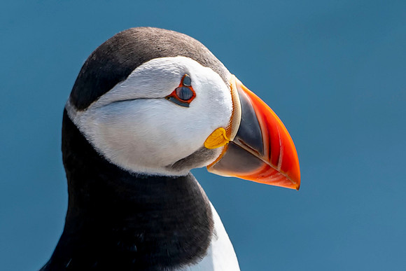100 Puffin Portrait © Bob Riach Jigsaw Photography Ltd