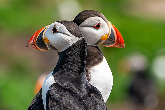 Double Puffin © Bob Riach Jigsaw Photography Ltd
