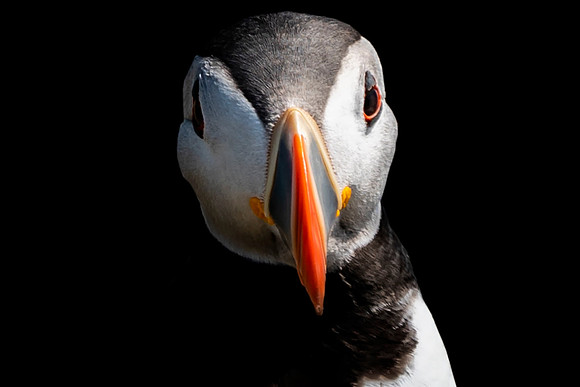 101 Puffin Portrait © Bob Riach Jigsaw Photography Ltd