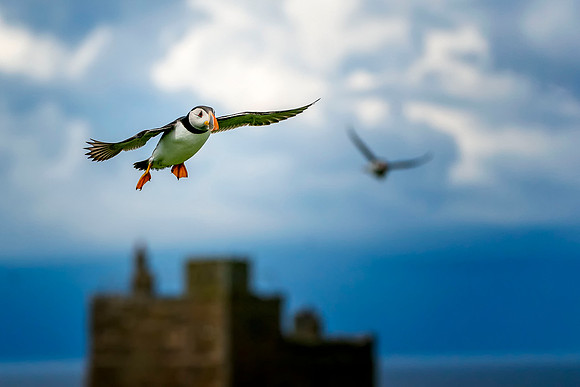 002 Puffin in Flight  © Bob Riach Jigsaw Photography Ltd