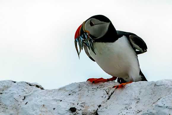 017 Puffin with Sand Eel © Bob Riach Jigsaw Photography Ltd