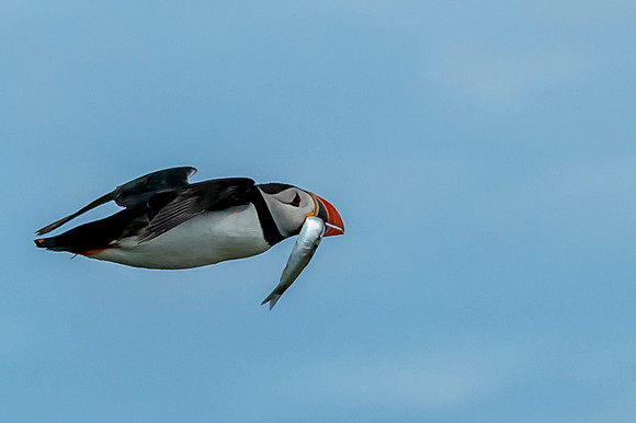 016 Puffin with Sand Eel © Bob Riach Jigsaw Photography Ltd