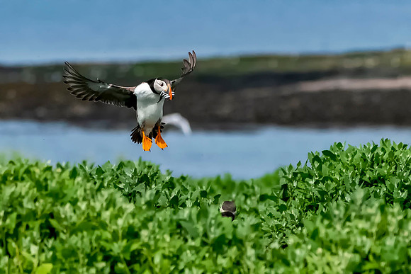015 Puffin with Sand Eels © Bob Riach Jigsaw Photography Ltd