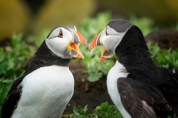 018 Two Puffin © Bob Riach Jigsaw Photography Ltd