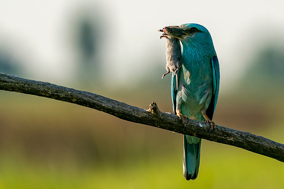 050 Roller With Food © Bob Riach Jigsaw Photography Ltd