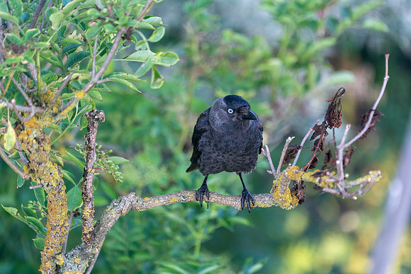 Jackdaw fledgling - Romania © Bob Riach Jigsaw Photography Ltd