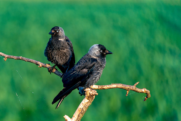 Jackdaw fledglings - Romania © Bob Riach Jigsaw Photography Ltd