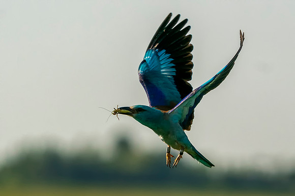 056 Roller Flying With Food © Bob Riach Jigsaw Photography Ltd