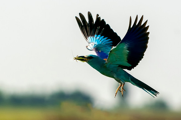 055 Roller Flying With Food © Bob Riach Jigsaw Photography Ltd