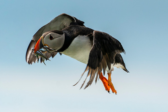 Flying Puffin with fish © Jo Bird Jigsaw Photography copy
