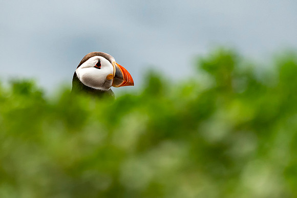 Puffin in the grass © Jo Bird Jigsaw Photography copy