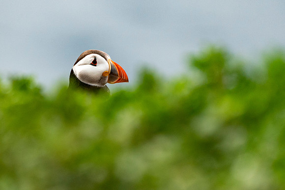 Puffin in the grass © Jo Bird Jigsaw Photography