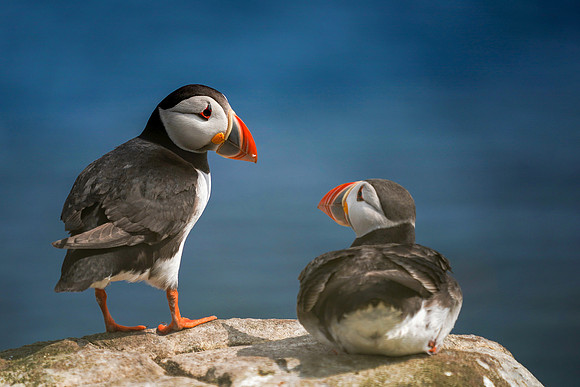 Two Puffins © Jo Bird Jigsaw Photography