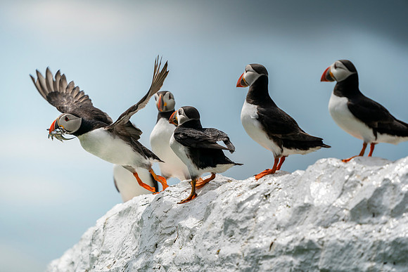 Flying Puffins o3 © Jo Bird Jigsaw Photography