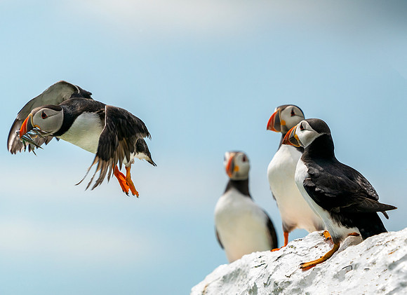 Flying Puffins o2 © Jo Bird Jigsaw Photography