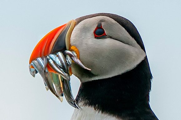 Puffin 1a 2019 © Jo bird