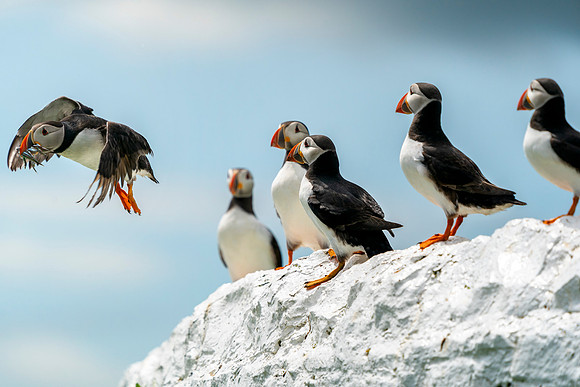 Flying Puffins © Jo Bird Jigsaw Photography