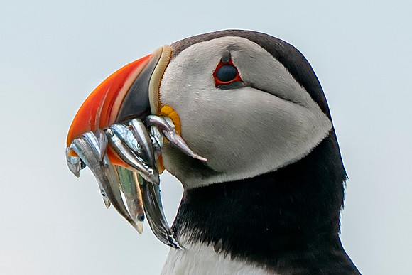 Puffin 1 2019 © Jo bird