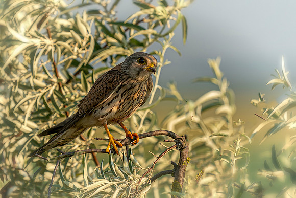 Kestrel on a branch © Jo Bird Jigsaw Photography Ltd