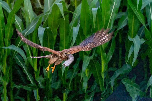 Flying Kestrel and Mouse © Jo Bird Jigsaw Photography copy