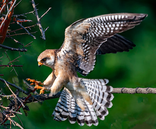 Falcon landing on the nest © Jo Bird Jigsaw Photography copy
