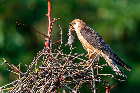 Falcon and Mouse on nest © Jo Bird Jigsaw Photography copy