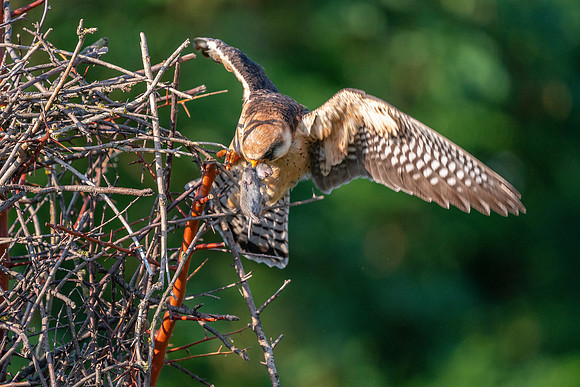 Falcon and Mouse © Jo Bird Jigsaw Photography copy