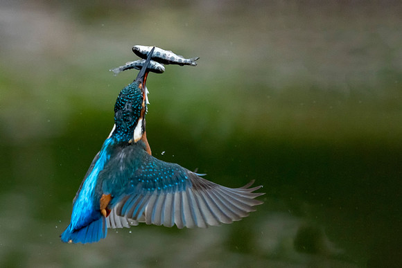 2 Fish Kingfisher dive © Jo Bird