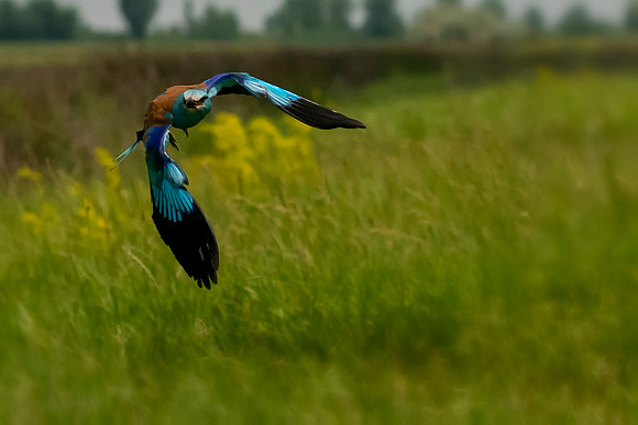 04 European Roller in flight - Hungary With Food © Bob Riach Jigsaw Photography Ltd copy