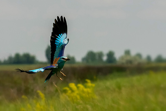 03 European Roller in flight - Hungary With Food © Bob Riach Jigsaw Photography Ltd copy