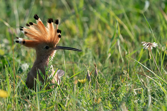 Hoopoe in the Grass  © Bob Riach Jigsaw Photography Ltd