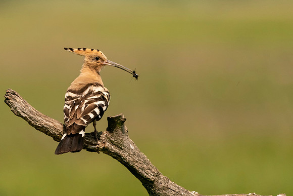 003 Hoopoe with a bug © Bob Riach Jigsaw Photography Ltd