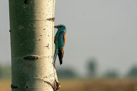 European Roller - Hungary taking Food to the nest  © Bob Riach Jigsaw Photography Ltd copy