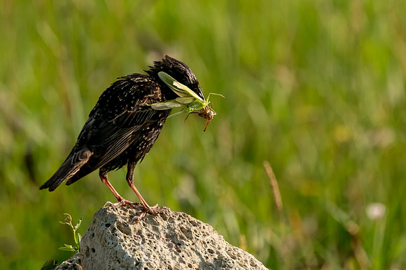 Starling taking Food to the nest  © Bob Riach Jigsaw Photography Ltd copy