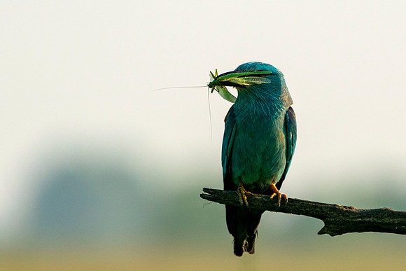03 European Roller with food - Hungary With Food © Bob Riach Jigsaw Photography Ltd copy