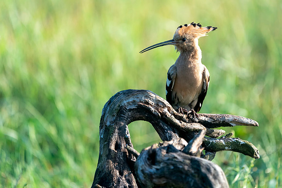 004 Hoopoe © Bob Riach Jigsaw Photography Ltd