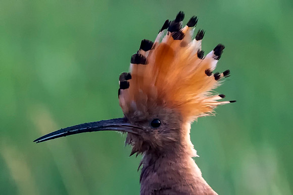 003 Hoopoe © Bob Riach Jigsaw Photography Ltd