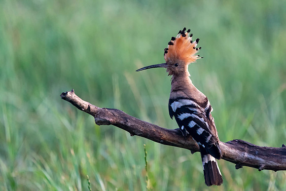 002 Hoopoe © Bob Riach Jigsaw Photography Ltd