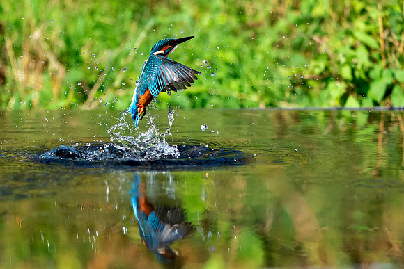 01 Kingfisher out of Water © Bob Riach Jigsaw Photography Ltd copy