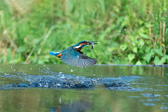 04 Kingfisher out of Water with Fish © Bob Riach Jigsaw Photography Ltd copy