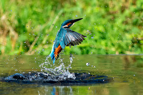 02 Kingfisher out of Water © Bob Riach Jigsaw Photography Ltd copy