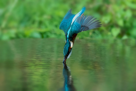 05 Kingfisher Dive © Bob Riach Jigsaw Photography Ltd copy
