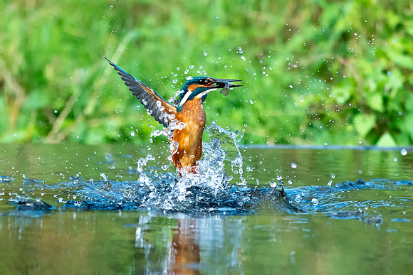 03 Kingfisher out of Water © Bob Riach Jigsaw Photography Ltd copy