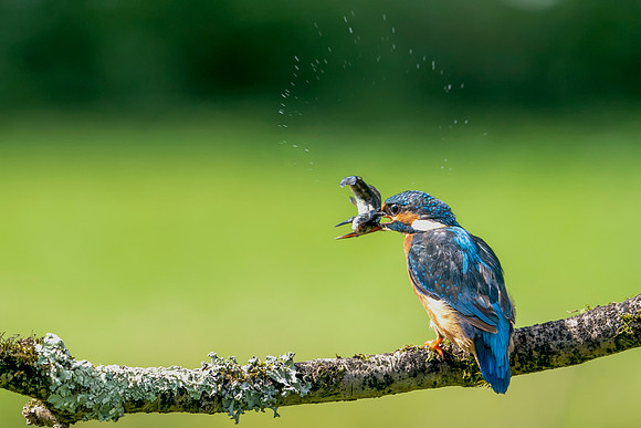 06 Kingfisher Fish Splash © Bob Riach Jigsaw Photography Ltd copy