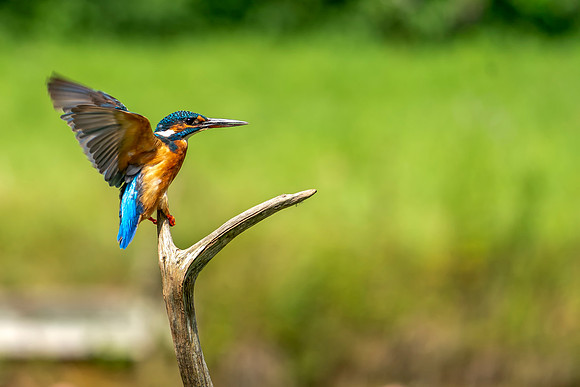 07 Kingfisher on a branch © Bob Riach Jigsaw Photography Ltd copy