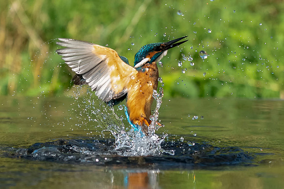 08 Kingfisher Splash © Bob Riach Jigsaw Photography Ltd copy