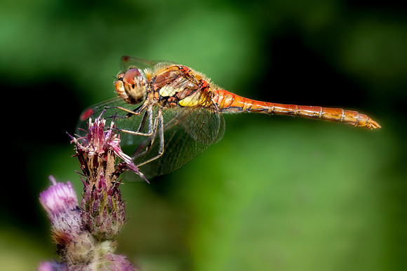 Ruddy Darter  © Bob Riach Jigsaw Photography Ltd copy